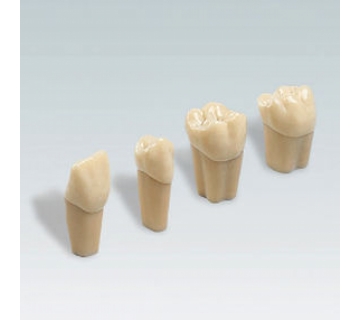 Модели зубов для эндодонтических упражнений ANA-4 ZPUR